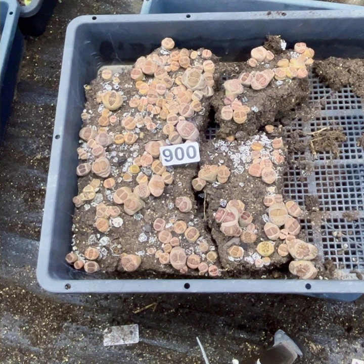 用****8900 生石花一物一图如图带盆