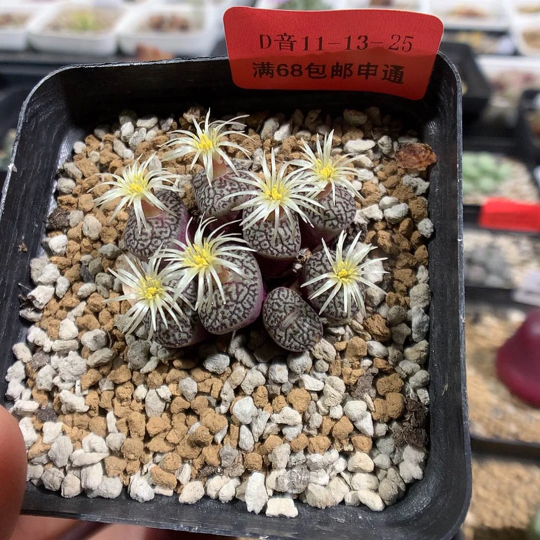 11-13-25    唐草墨