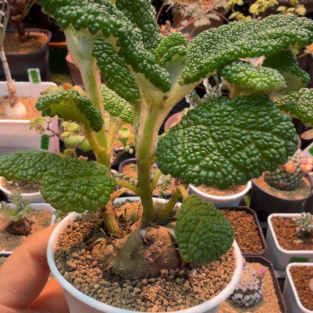 断涯女王226 仙人球