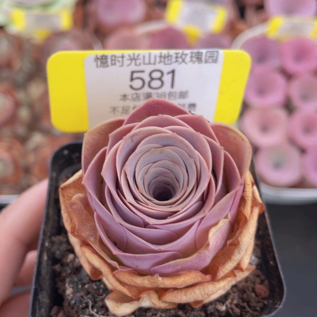 山地玫瑰581满38包邮裸根发货