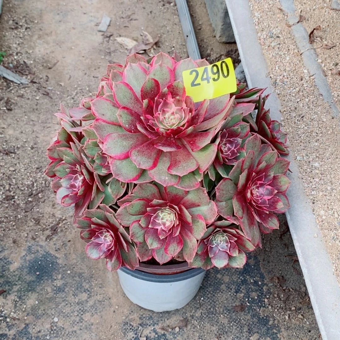 粉花妖多肉法师2490