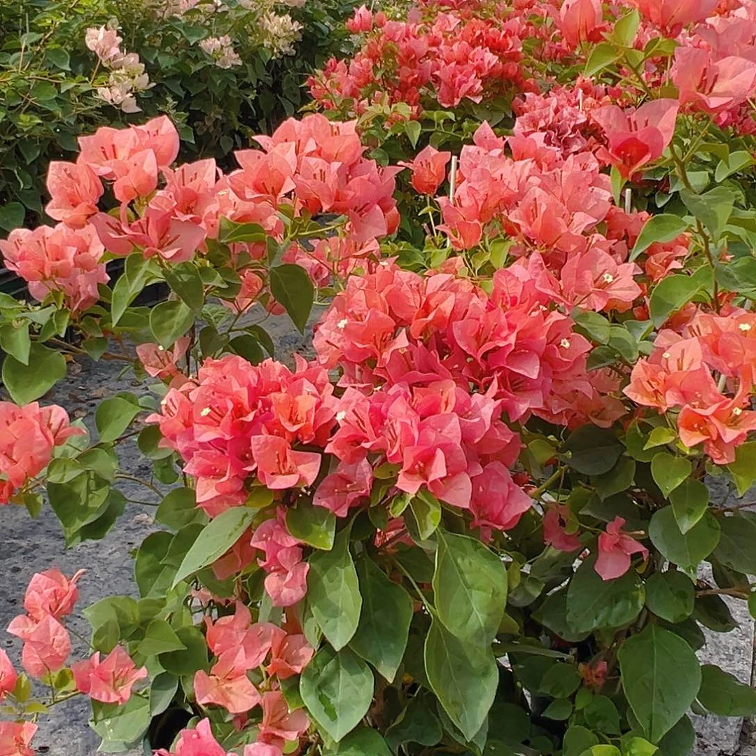 当前无花栽培后可以开花不甜西瓜带竹一棵