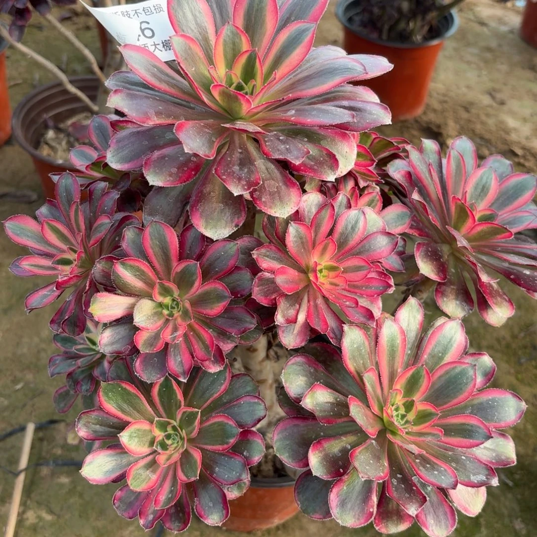 146冰淇淋多肉植物法师