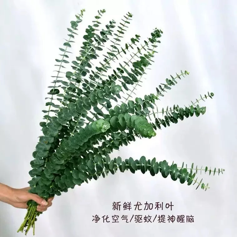 尤加利叶鲜花云南基地直发室内水养插花配草