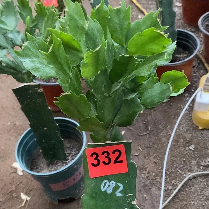 无花朵用****0082，332号新疆不包邮