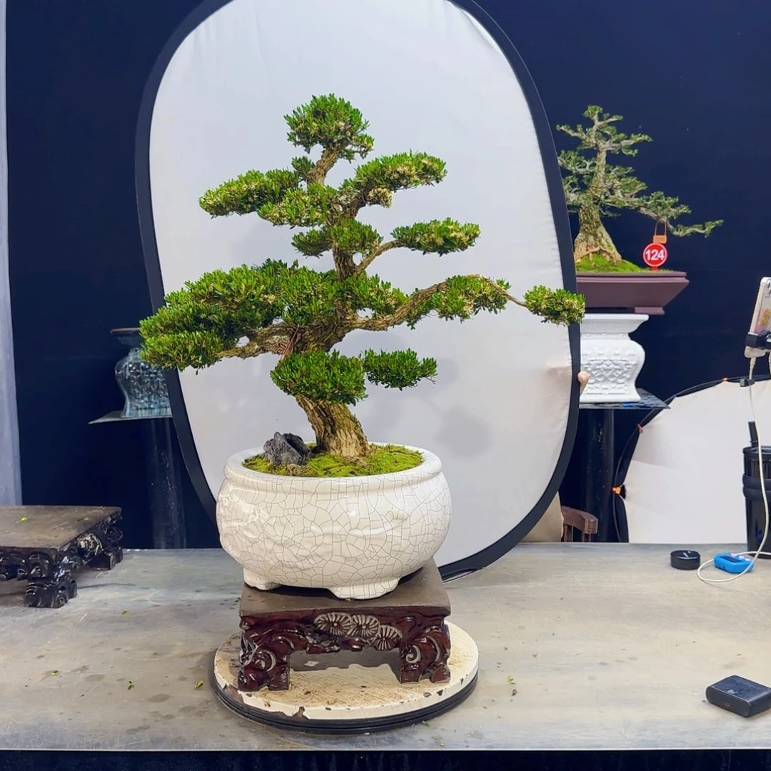 高端黄杨盆景艺术