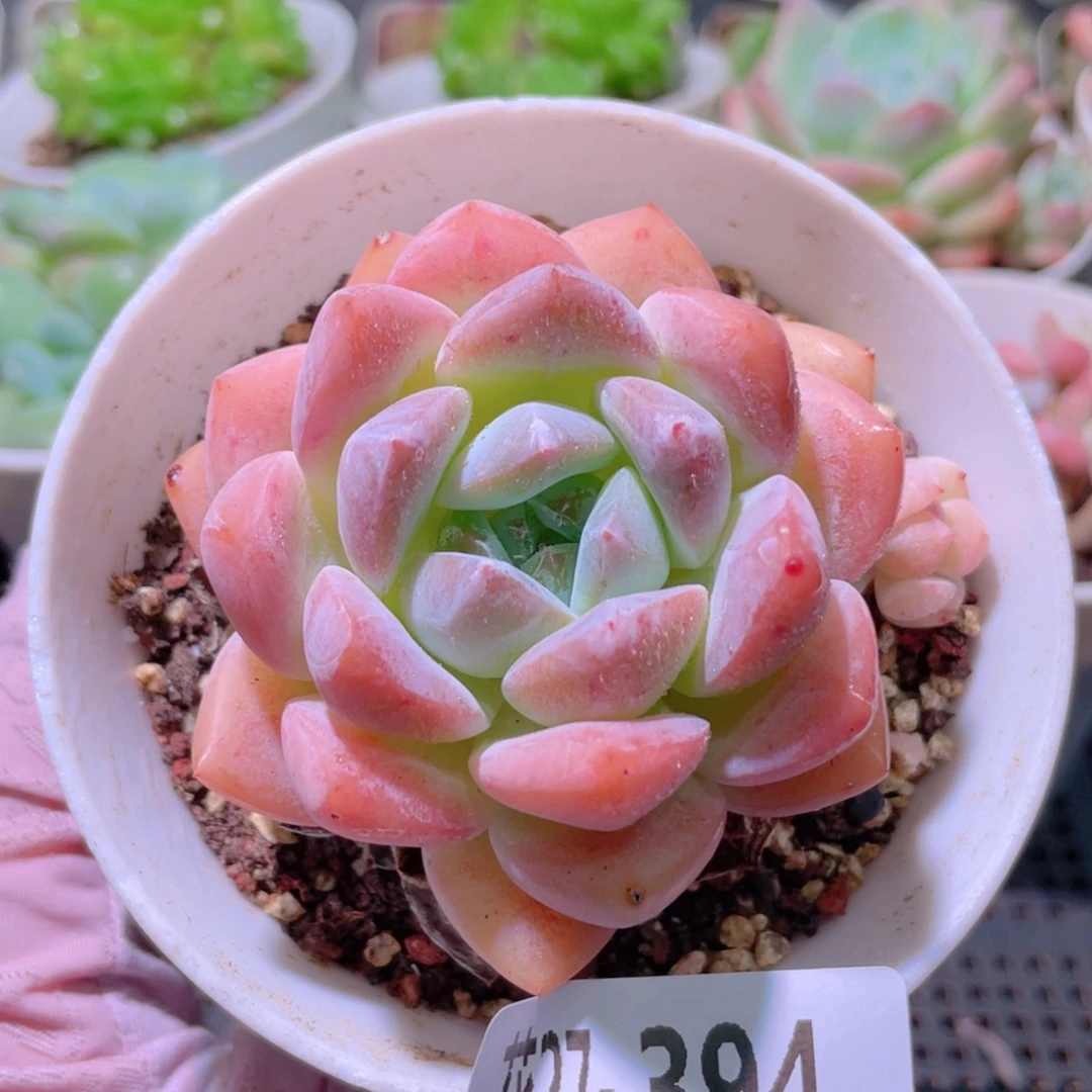 花利美27-394青提