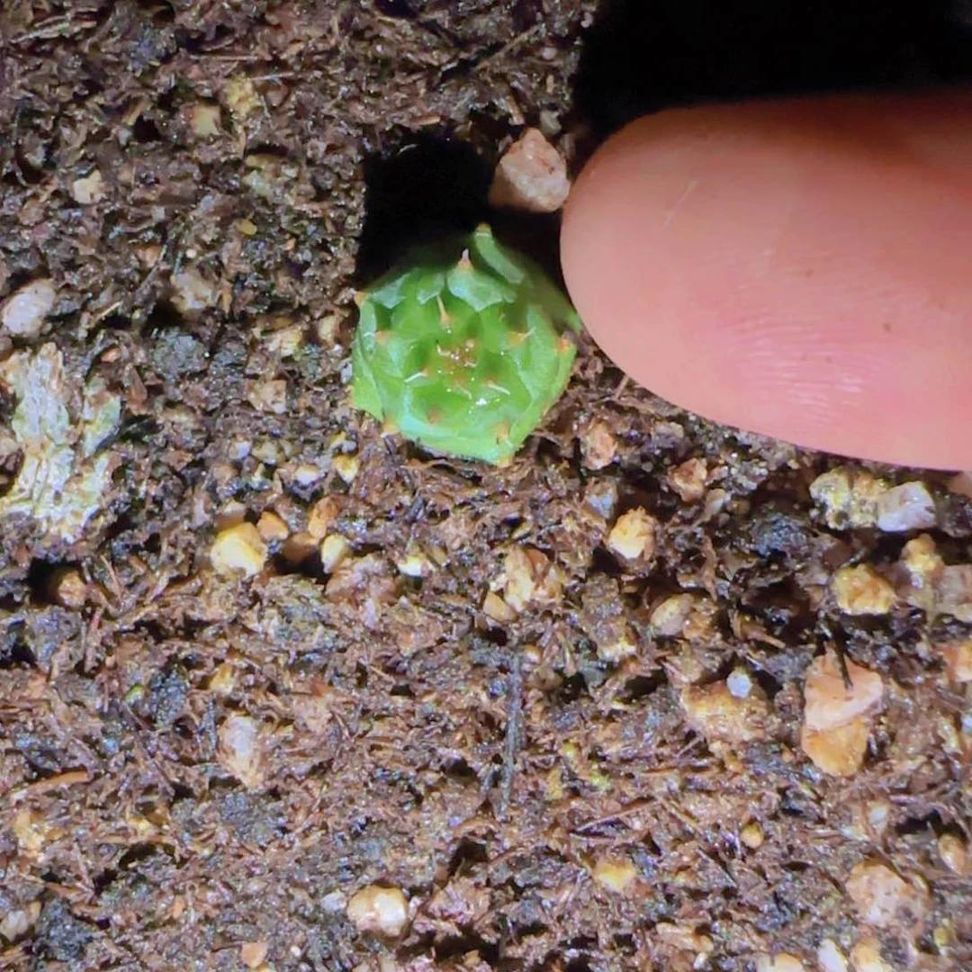 ?*迪块根植物块根植物
