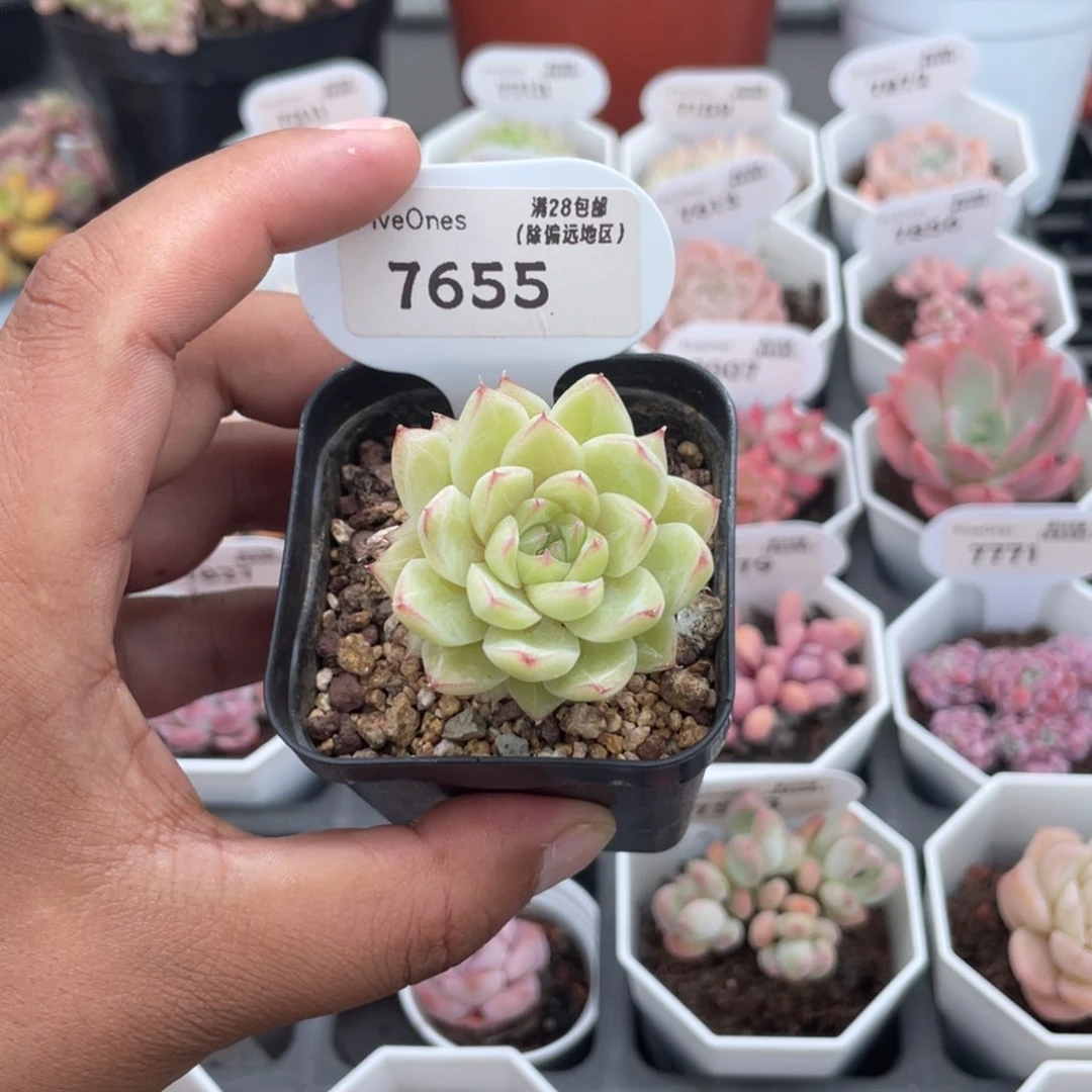 7655翡翠4.5厘米