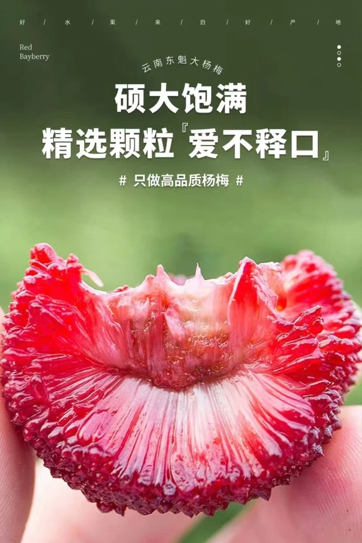 60颗东魁杨梅顺丰冷链