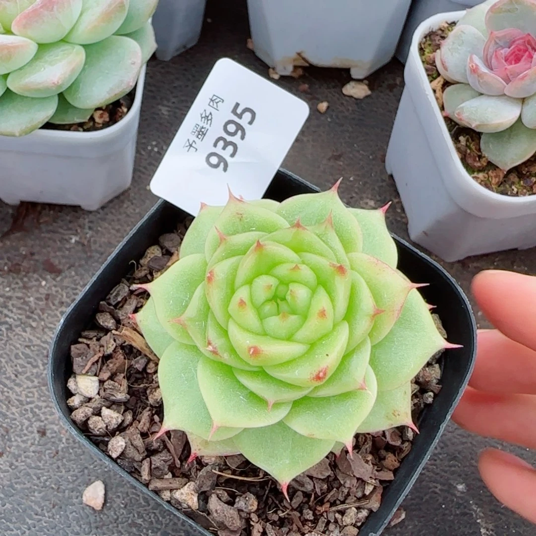 绿泼，9395多肉植物
