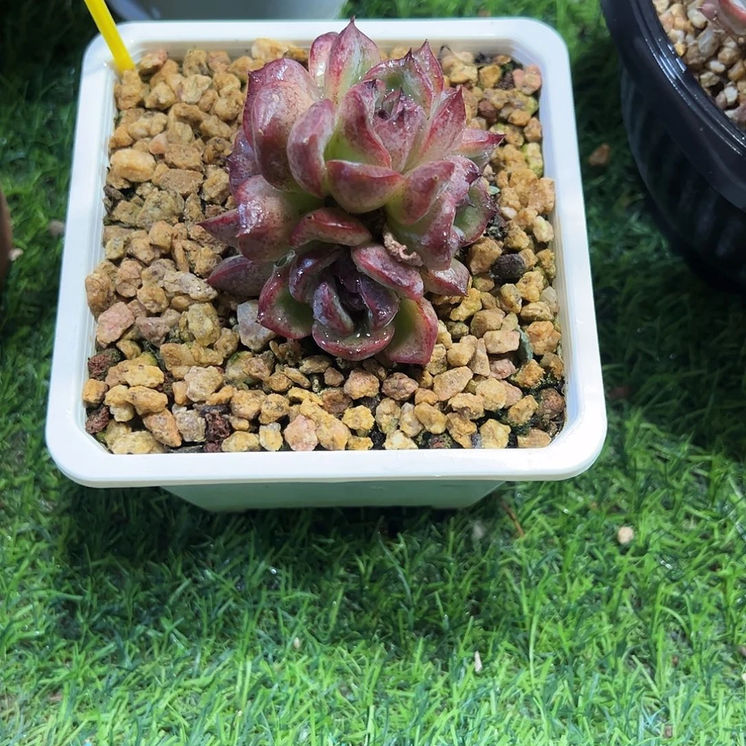 天***心黑橙小群多肉植物