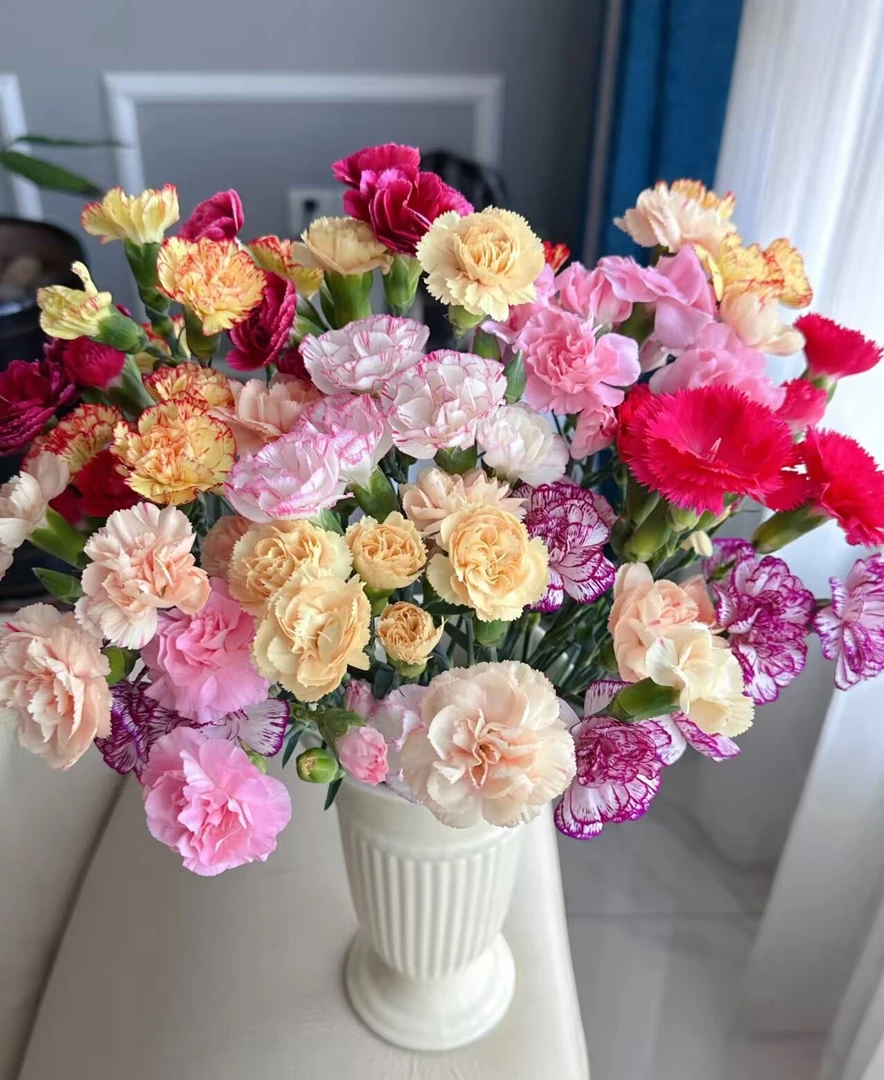 康乃馨    一单顺丰冷链包邮  同一地址两单升级空运