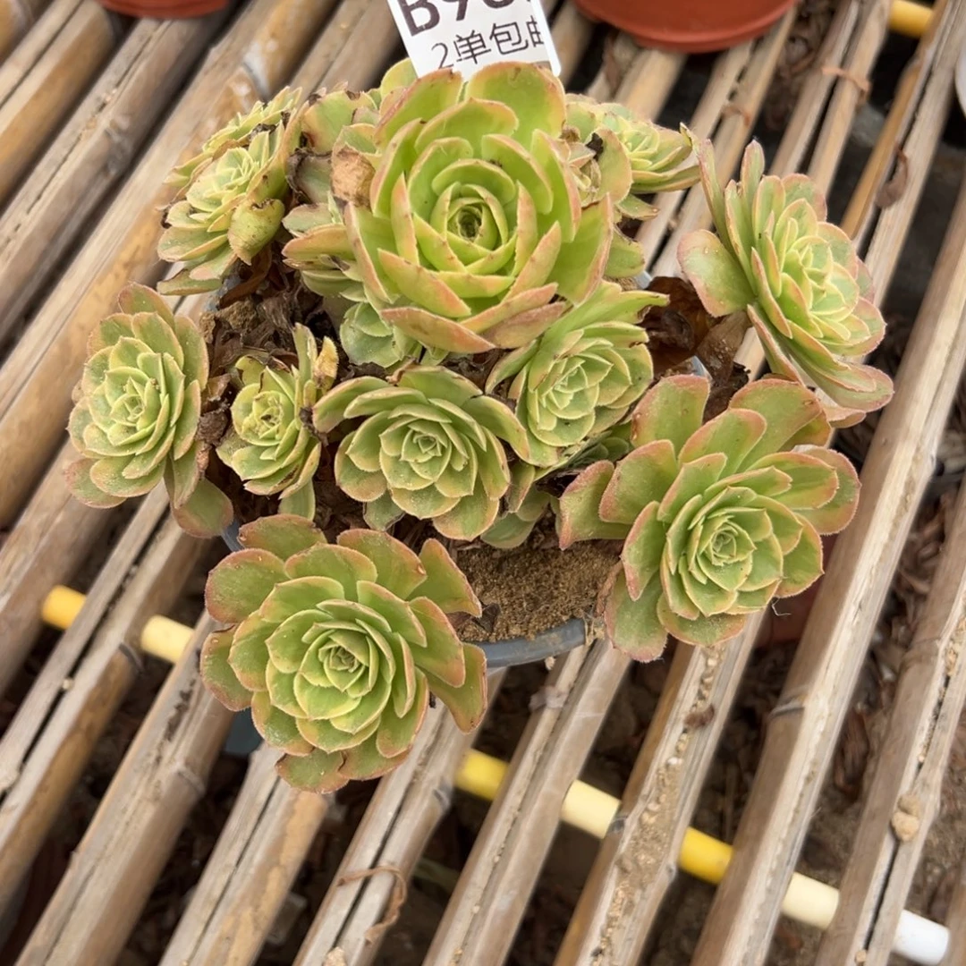 952多肉  火狐 不包断头