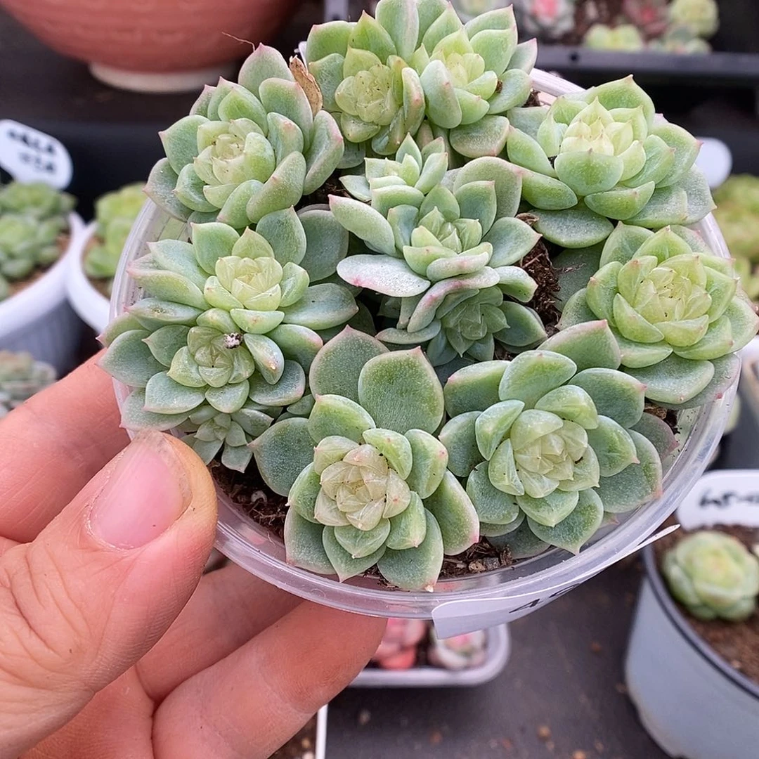 一物一拍一物一拍926-494