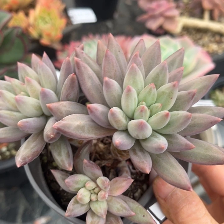 虞姬美人2305多肉植物