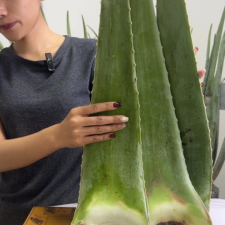 无花朵3片库拉索芦荟食用叶片，每片700g以上