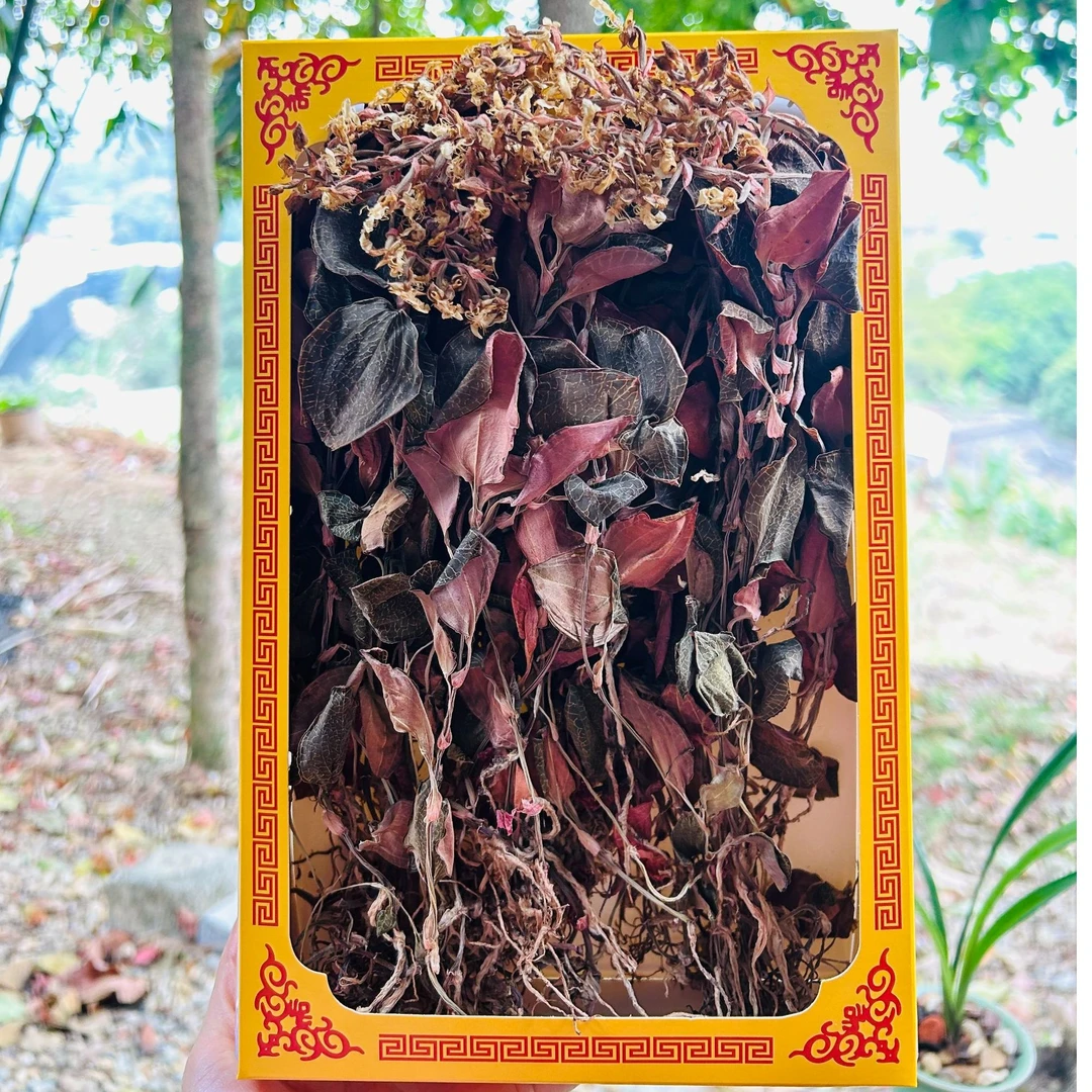 福建南靖18个月林下种植整株开花金线莲干品净重50