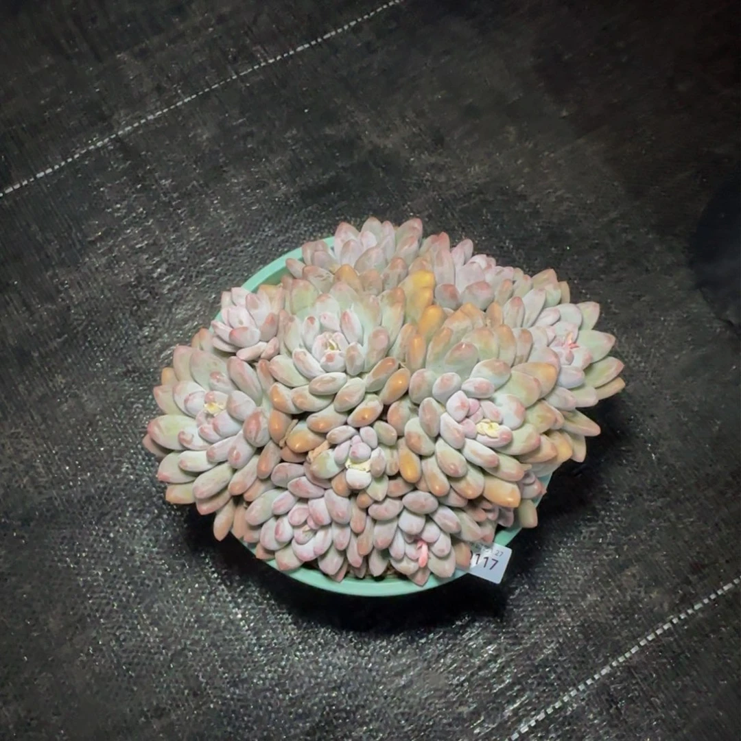 q q q q q q q q q q 117