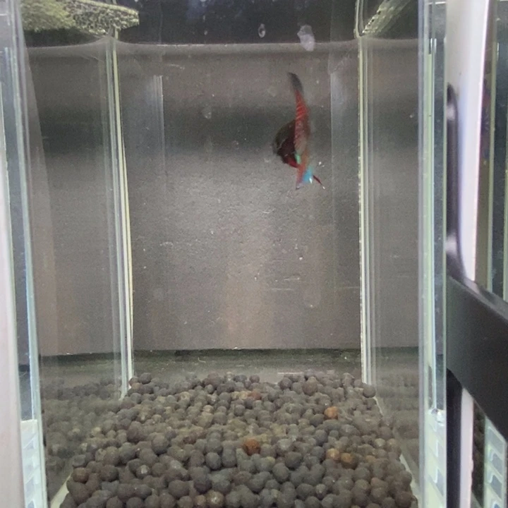 斗鱼泰国斗鱼573号