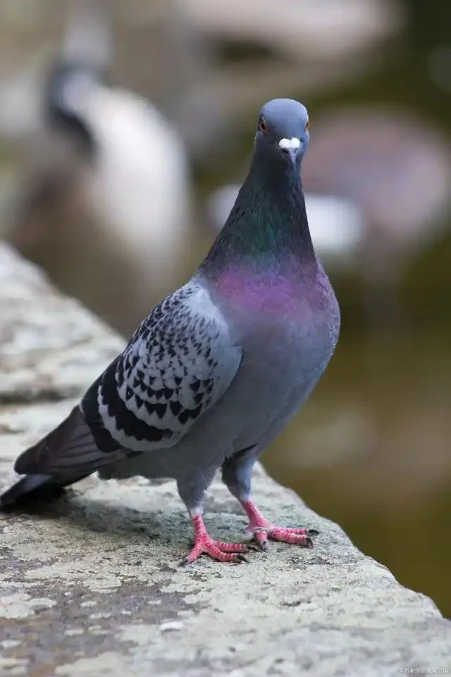 鸽子肉鸽幼鸽乳鸽