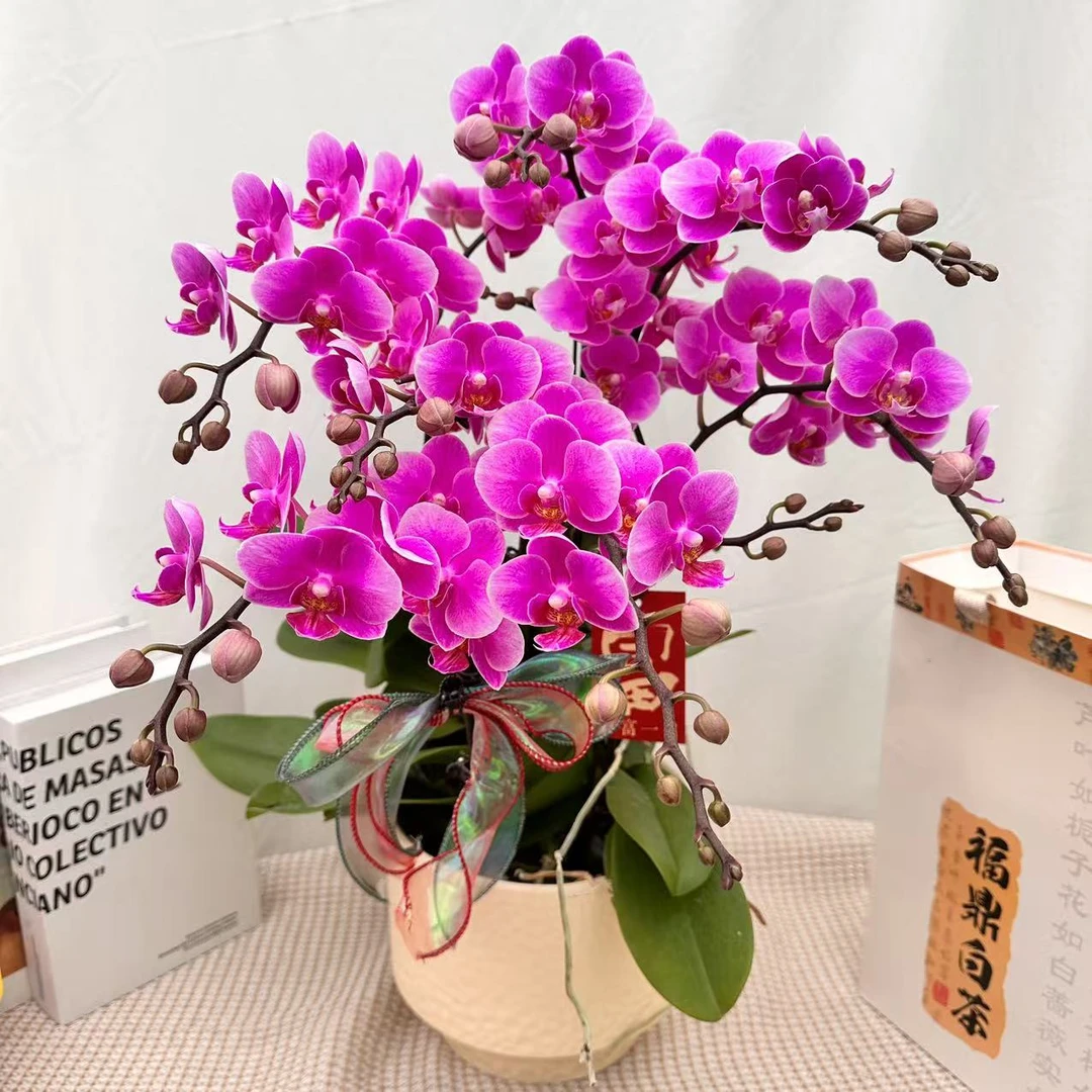 花世界蝴蝶蘭《骄阳》高级荧光粉色花花 皮实好养花期长