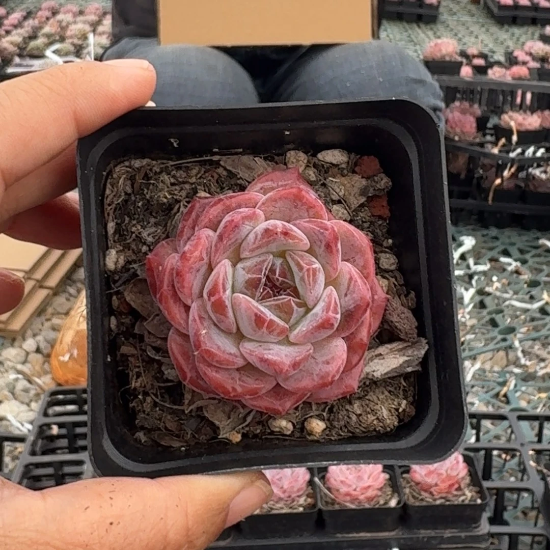 冰糖水晶单头3.5厘米10棵不售后