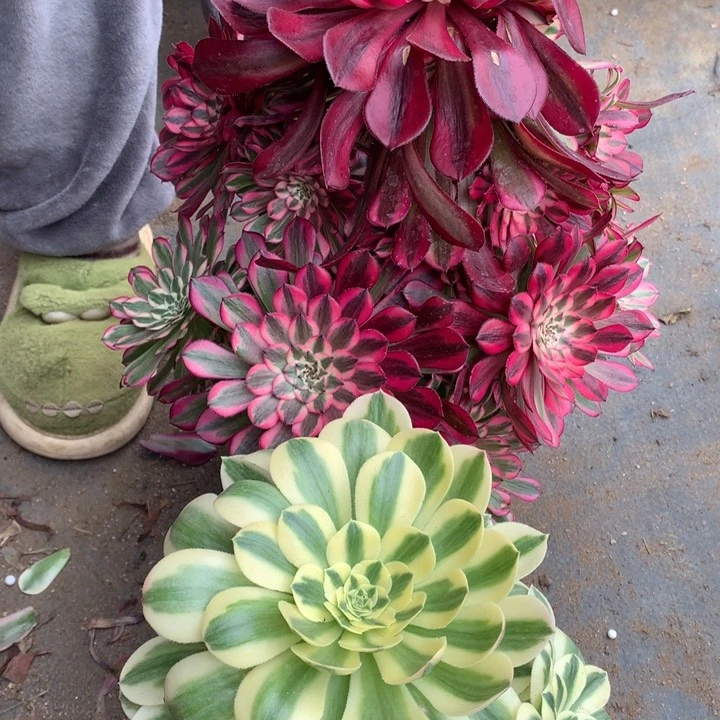 不包损20号红铜迈巴赫老桩