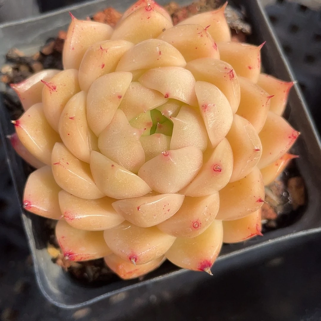 优选麦秆精品165