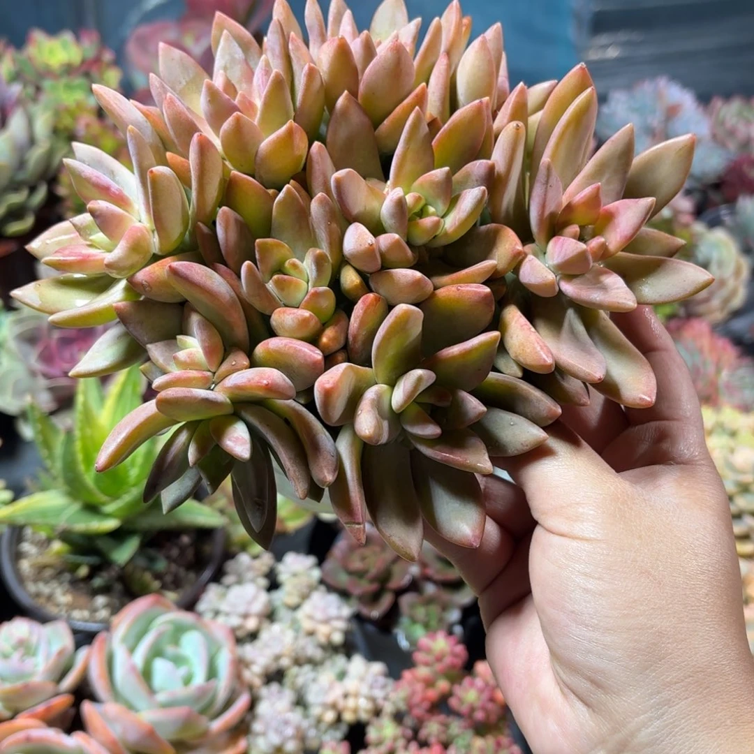 布丁多肉散群11㎝盆