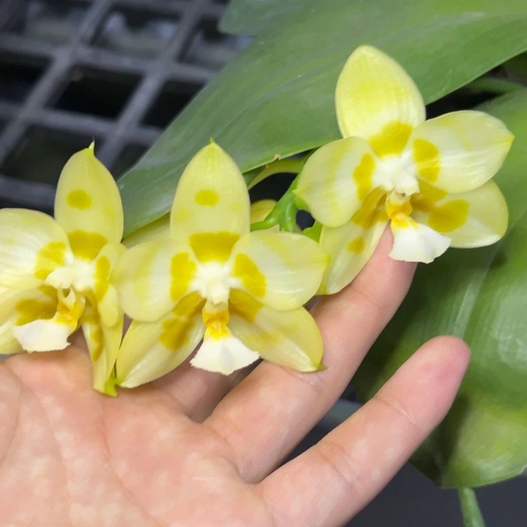 完全开放l192水仙4.5