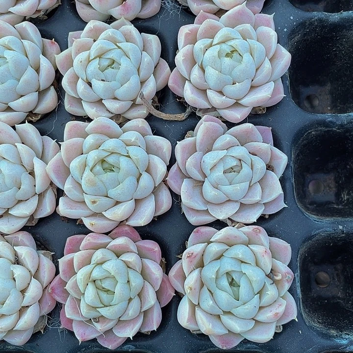 小单头白女王1.5带土