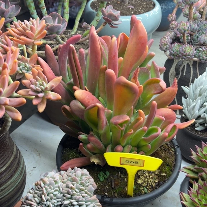 小*火狐里多肉植物068