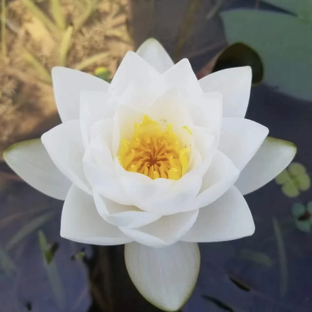 暹罗茉莉睡莲中型盆栽带花苞