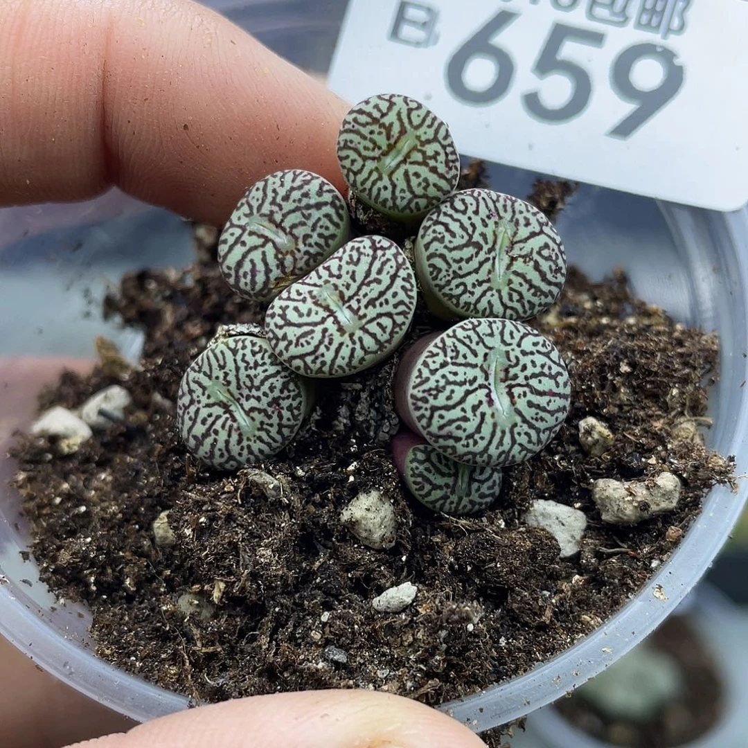 当天凑满十八元包邮659