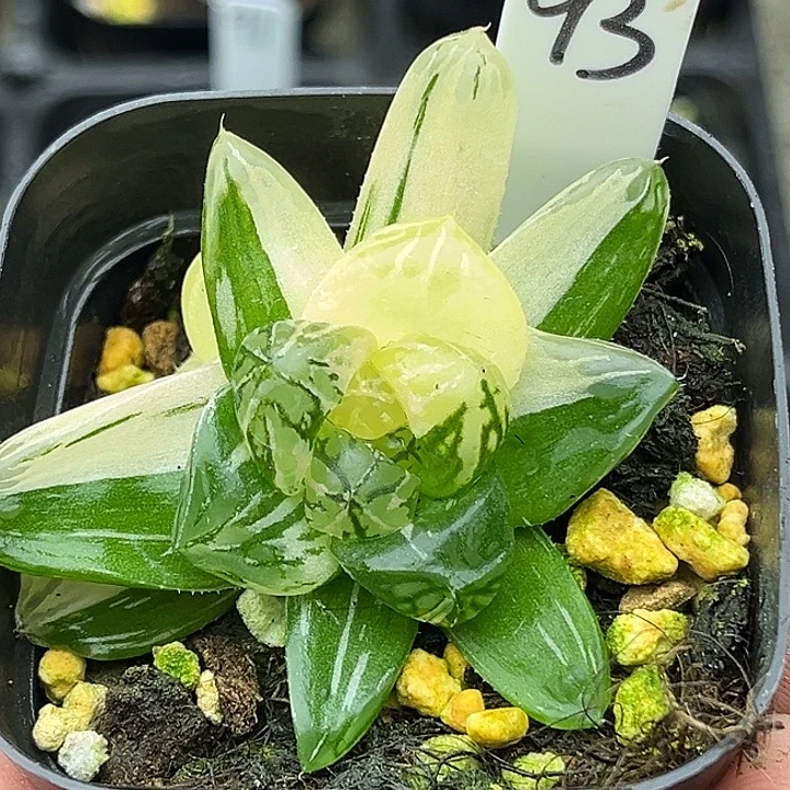 93大窗玛琳玉露锦