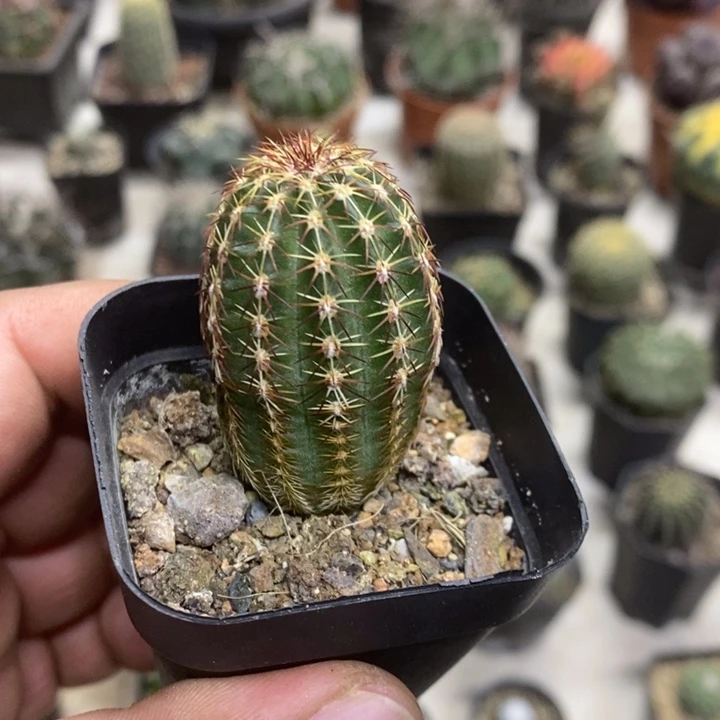 实生红刺青花虾特价