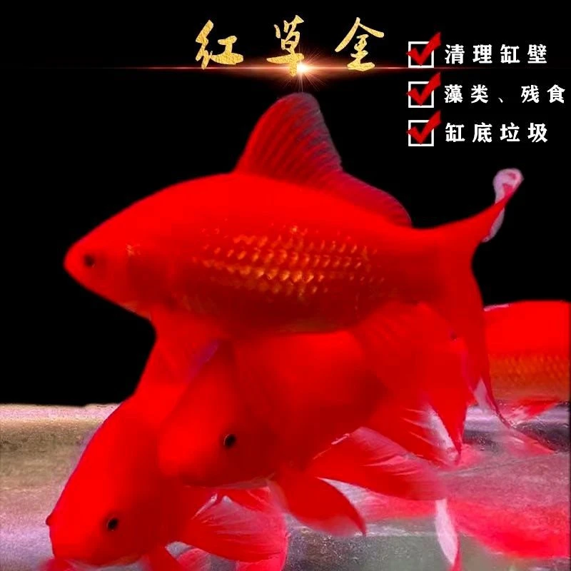 大红草金鱼苗冷水观赏鱼活鱼淡水锦鲤鱼饲料鱼冷水鹦鹉鱼耐活好养