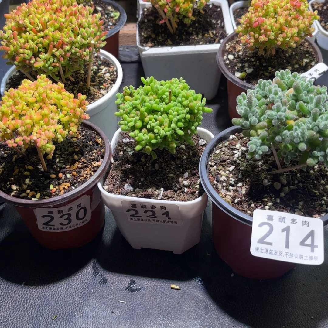 !***.枝干番杏密橘230-金桔231-冰晶 214