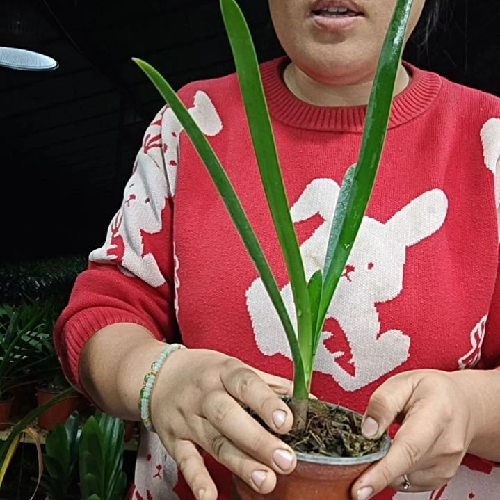 忆***北无花朵忆塞北   60