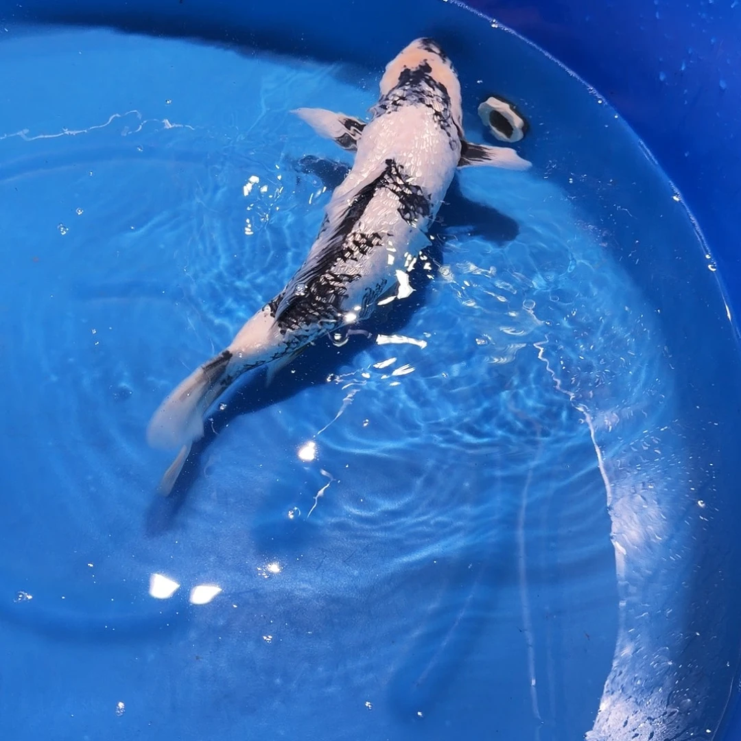 海水鱼白鞋专拍链接