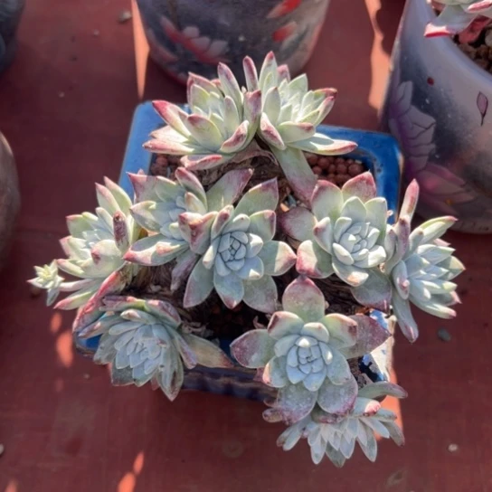 瑕疵～苹果叶杂，特价8471