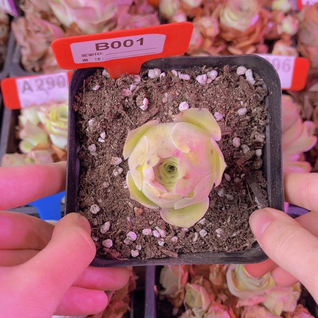 单品一物一拍001号