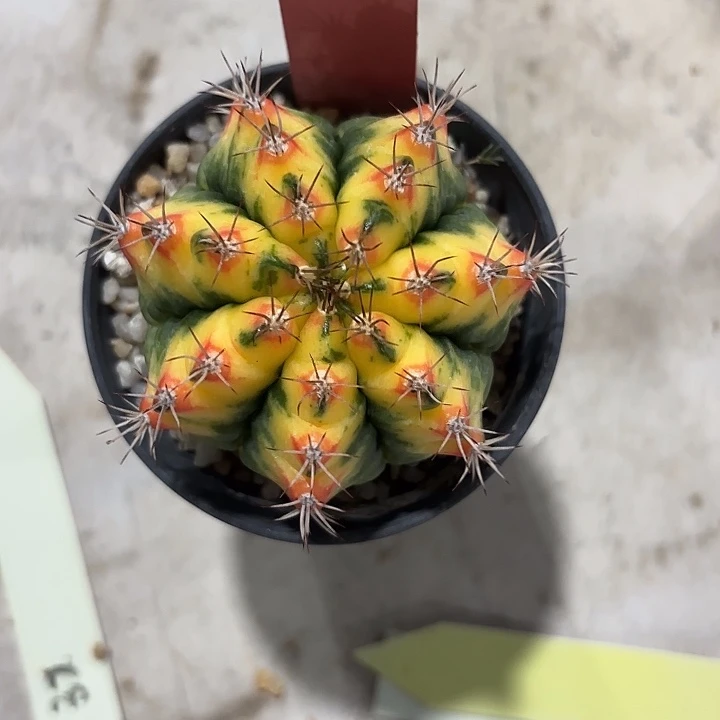 611-0809泰国发货