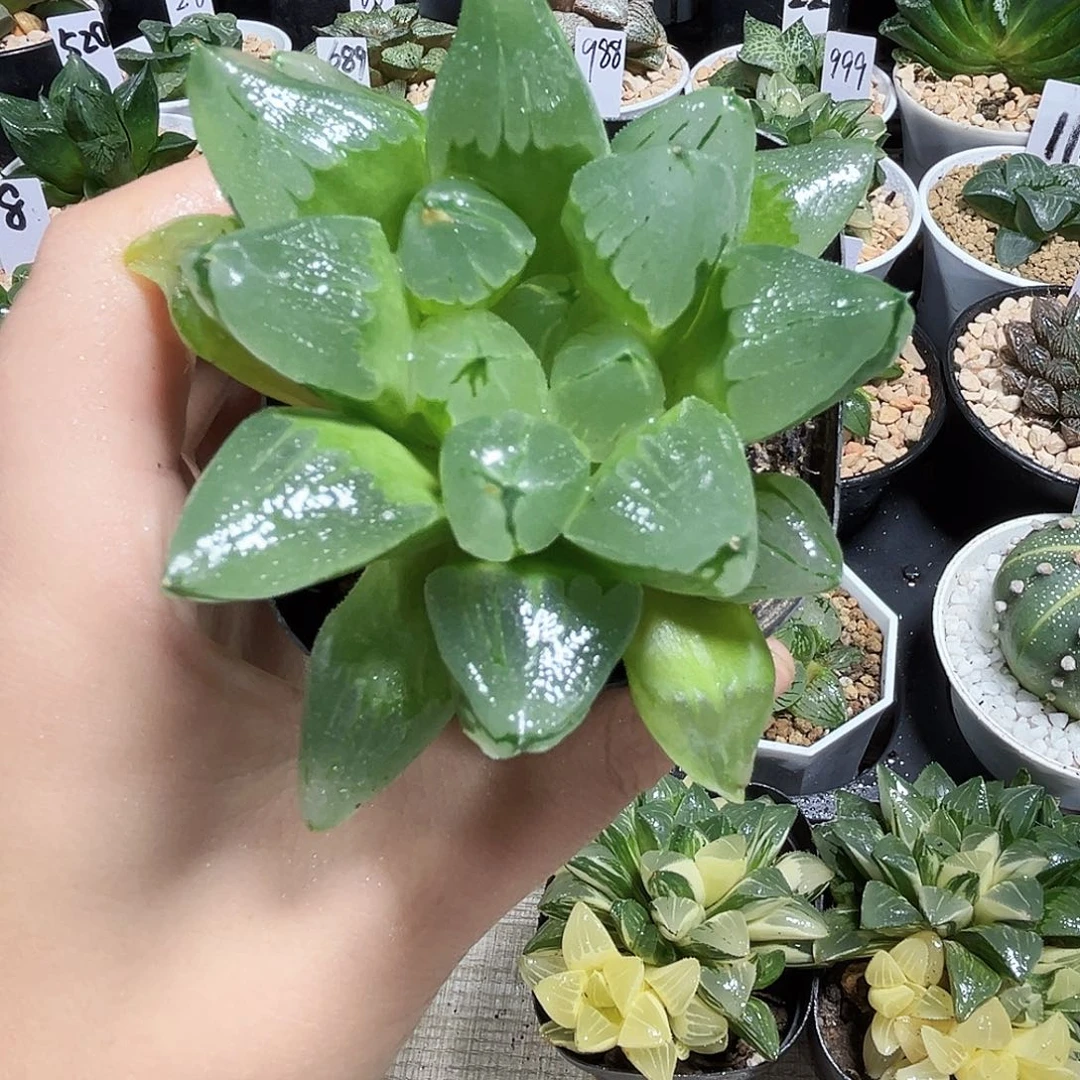 特价冰城寿多肉植物66666