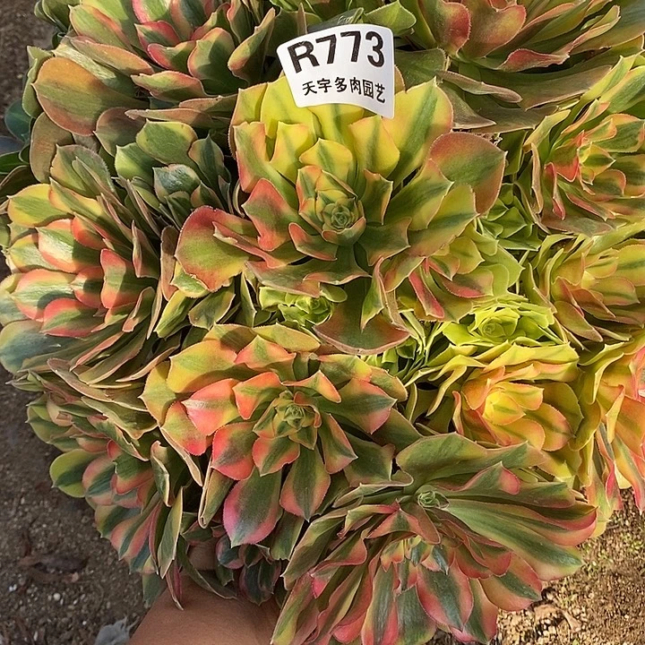多肉植物红袖773多肉