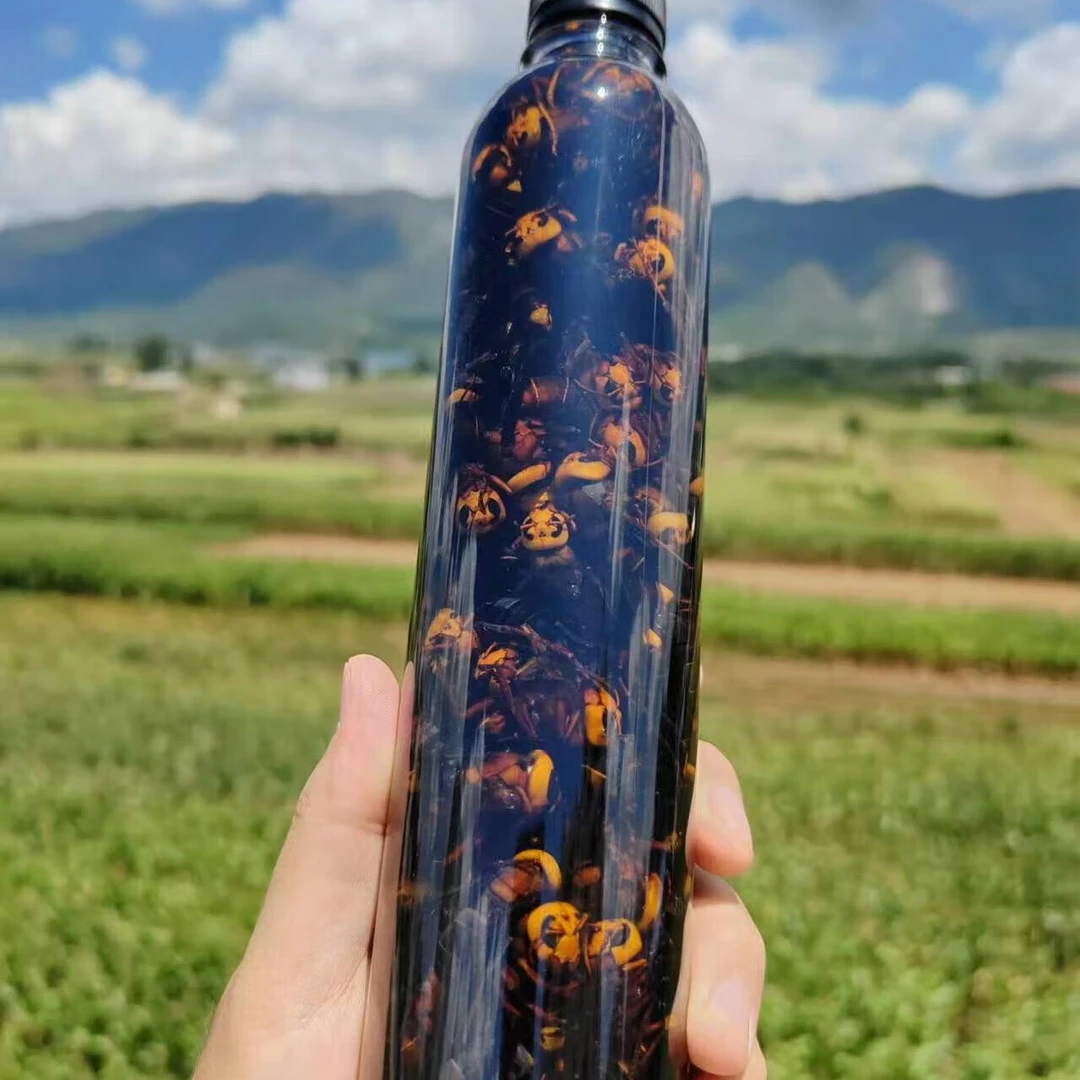 红娘马蜂虎头蜂地蜂黑尾活泡原液金环红娘老蜂大蜂土蜂