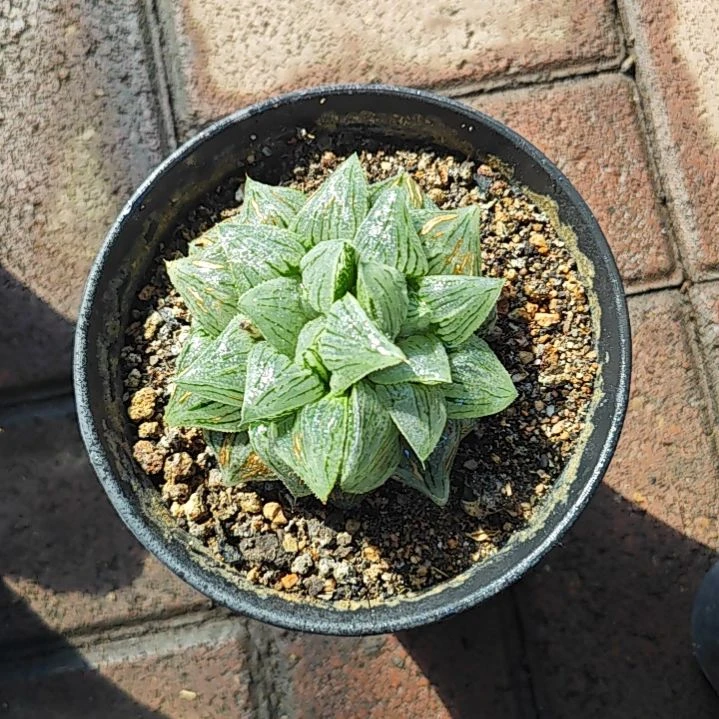 冬瓜一颗多肉植物原盆土