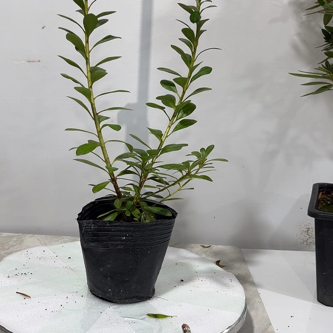皋月杜鹃鸨羽惠比须
