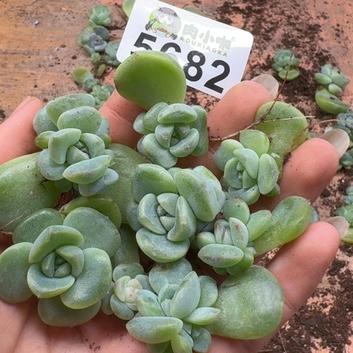 多肉植物多肉植物